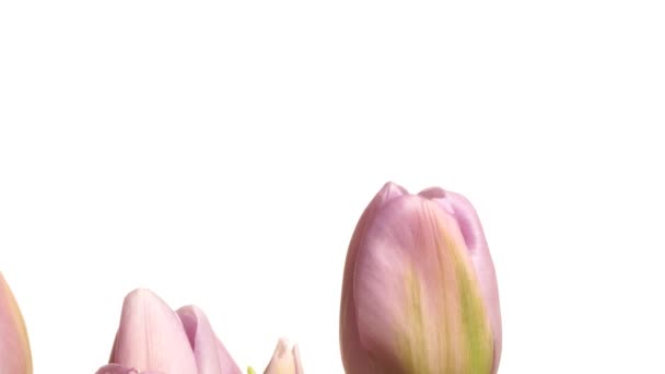 Tulipes violettes Time-lapse — Video