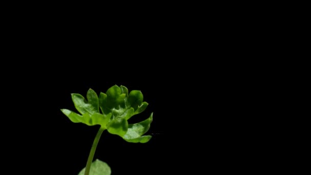 Persilja fröplanta Time-lapse — Stockvideo