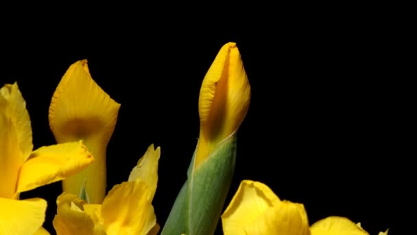 Iris jaune Time-lapse 