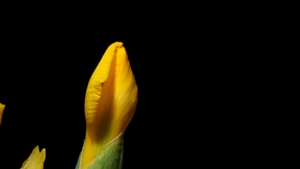 Iris jaune Time-lapse 