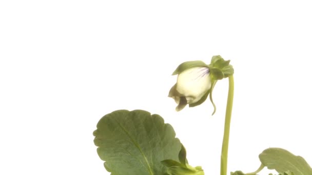 Flor pensamiento Time-lapse — Vídeos de Stock