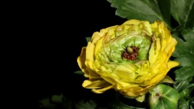 Düğünçiçeği çiçek hızlandırılmış