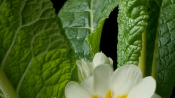 Primrose bloem Time-Lapse — Stockvideo