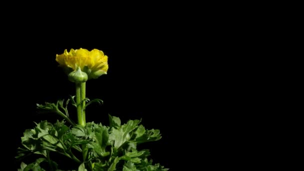 Flor de Ranunculus Time-lapse — Vídeos de Stock