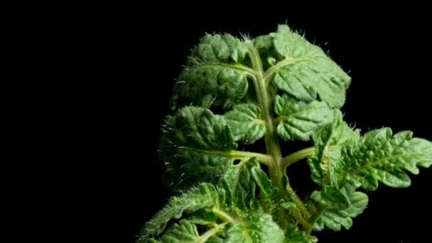 Hoja de tomate Time-lapse — Vídeo de stock