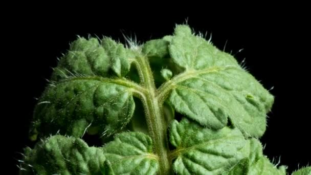 Hoja de tomate Time-lapse — Vídeo de stock