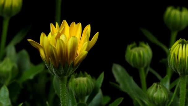 Afrikaanse Daisy Time-lapse — Stockvideo