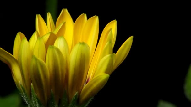 African Daisy Time-lapse — Stock Video