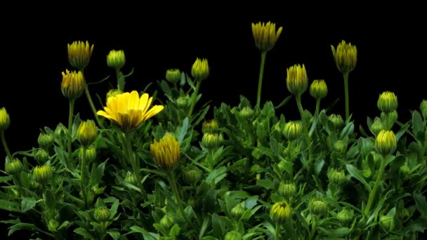 Afrikaanse Daisy Time-lapse — Stockvideo