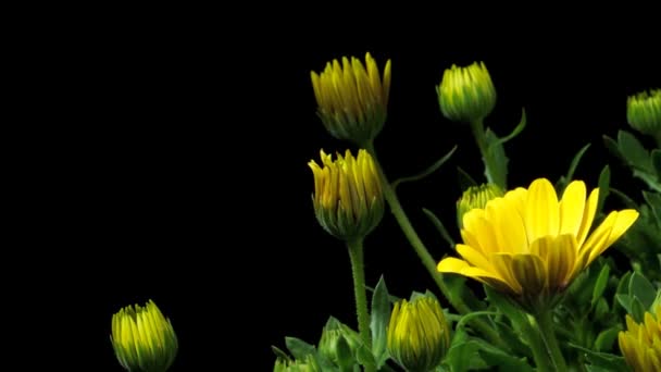 Afrikaanse Daisy Time-lapse — Stockvideo