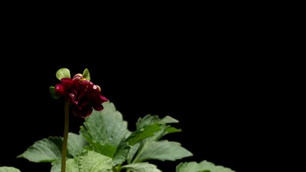 Time-Lapse de Dália vermelho — Vídeo de Stock