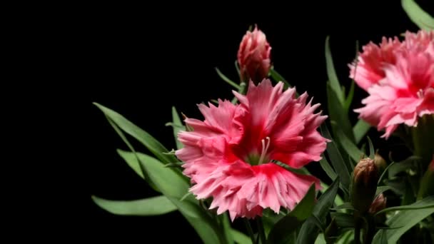 Rosa Dianthus Time-lapse — Vídeo de stock