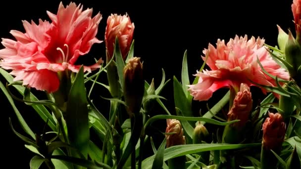 Ροζ Dianthus Time-lapse — Αρχείο Βίντεο