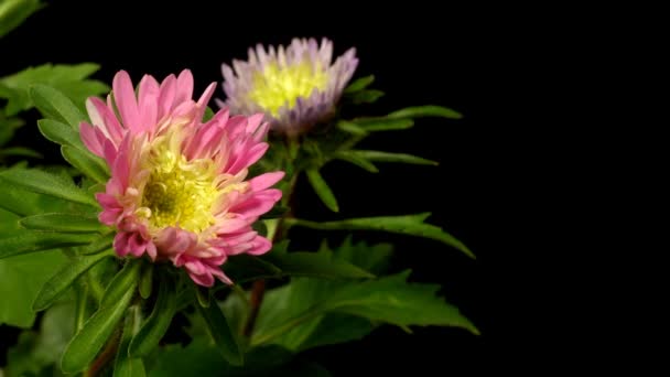 Fleur d'aster Time-lapse 