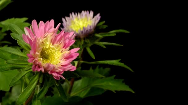 Aster flor lapso de tiempo — Vídeos de Stock