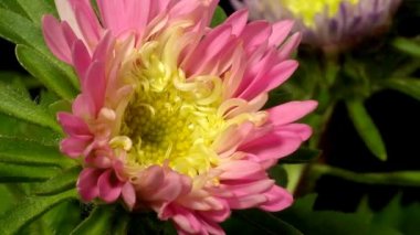 Aster çiçek hızlandırılmış