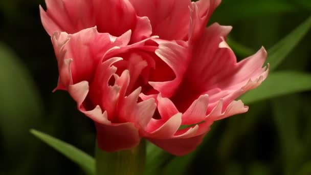 Rosa Dianthus Tempo-lapso — Vídeo de Stock