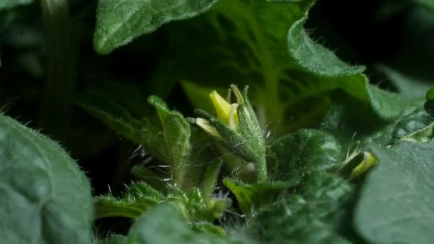 Foglie e fiori di pomodoro — Video Stock