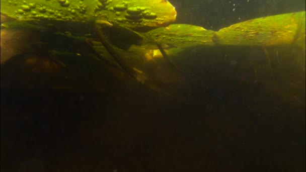 Pesce rosso che nuota sotto i cuscinetti della ninfee — Video Stock