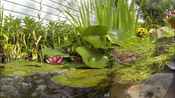 庭の池から雀ドリンク — ストック動画