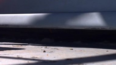 Arıları duvar girme