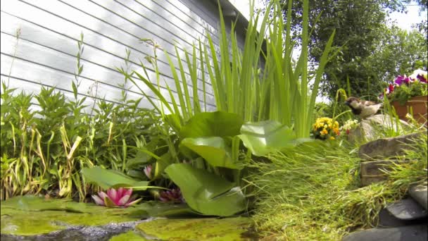 Spatzen trinken aus Gartenteich — Stockvideo