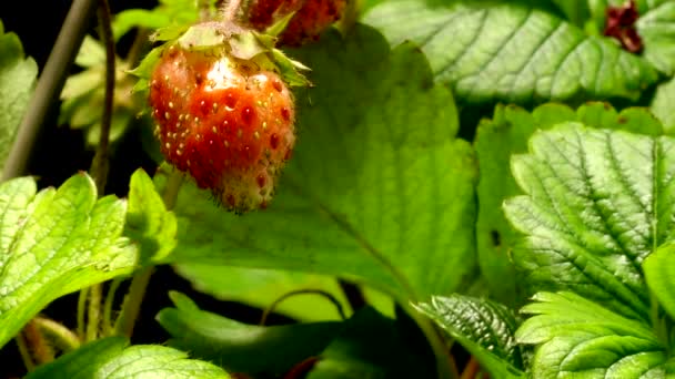 Strawberry Time-lapse — Stock Video