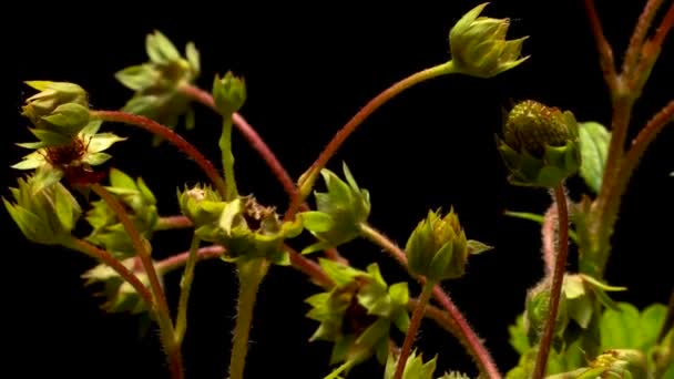 Strawberry Time-lapse — Stockvideo