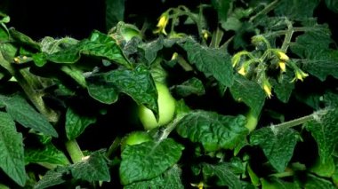 Yeşil domates büyüyen