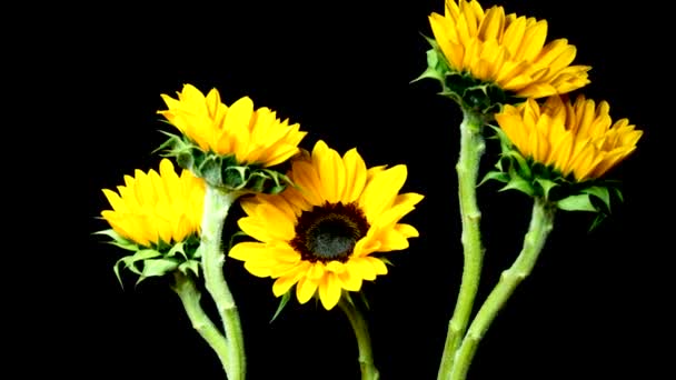 Gesneden zonnebloemen bloeien — Stockvideo