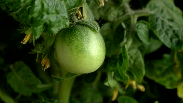 Zielony pomidor rośnie — Wideo stockowe