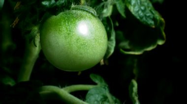 Olgunlaşma domates meyve