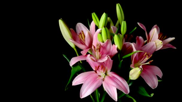 Pink Asiatic Lily Flower Timelapse — Stock Video