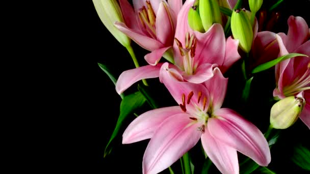 Pink Asiatic Lily Flower Timelapse — Stock Video