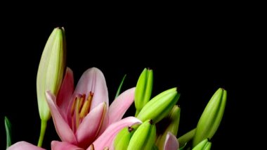 Pembe Asya Lily çiçek Timelapse