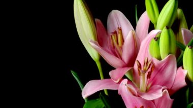 Pembe Asya Lily çiçek Timelapse