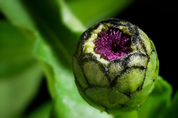 Zinnia Bud Close-up — Stock Photo, Image