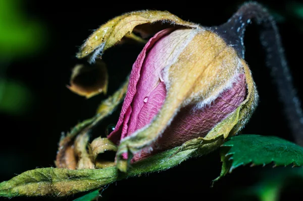 Dying Rose Bud — Stock Photo, Image