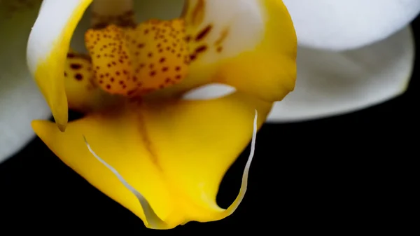 Orquídea — Fotografia de Stock