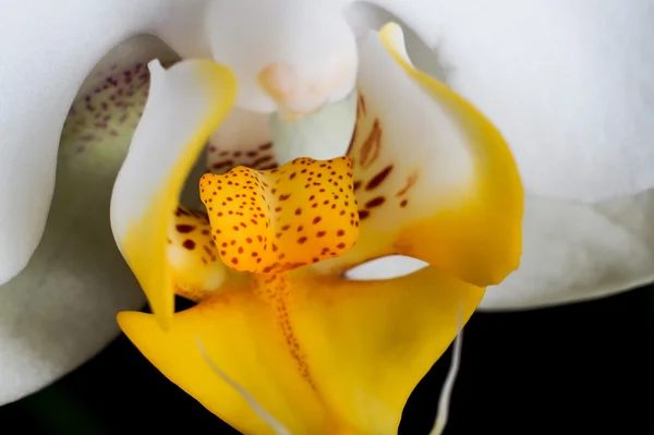 Orchidee — Stockfoto