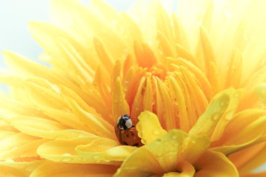 Uğur böceği üzerinde sarı papatya