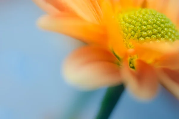 Marguerite jaune — Photo