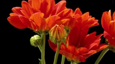 Turuncu papatya hızlandırılmış