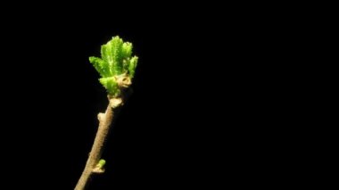 Hibiscus hızlandırılmış bırakır