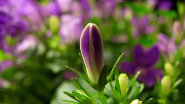 Purple Delphinium Time-lapse — Stock Video