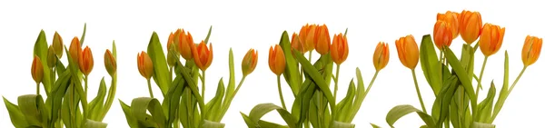 Tulipanes Blooming Series —  Fotos de Stock