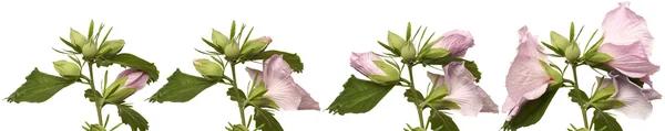 Flores de hibisco florescendo série — Fotografia de Stock