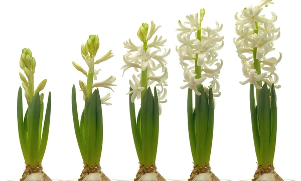 Série jacinto branco — Fotografia de Stock