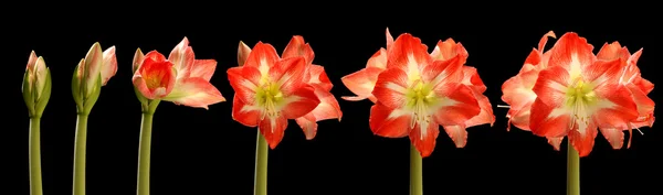 Amaryllis Flower Series — Stock Photo, Image