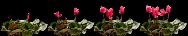 Ciclamen serie de flores — Foto de Stock